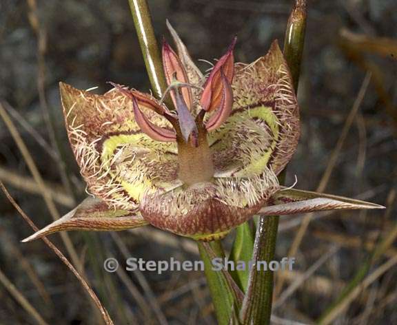 calochortus tiburonensis 4 graphic